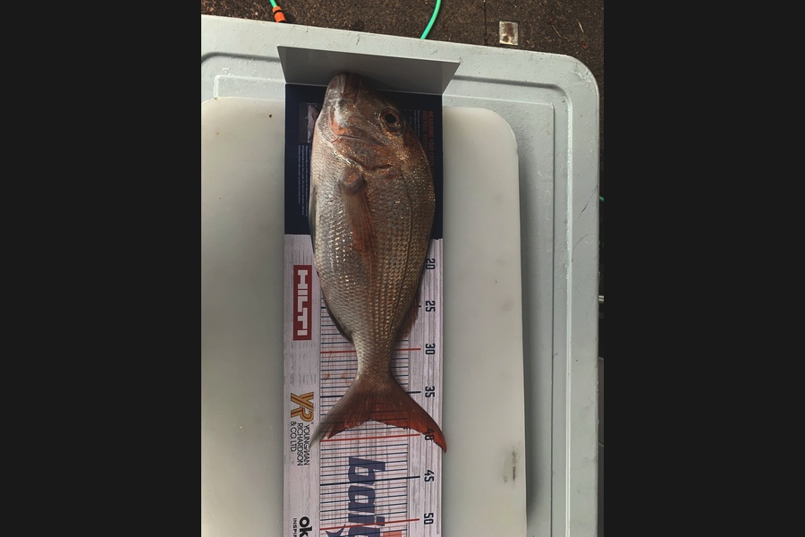 Anthony  Thysse  caught this 37.5cm Snapper at Noises during The Export NZ Fishing Competition